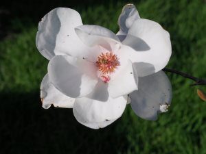 Magnolia ‘Angelica’