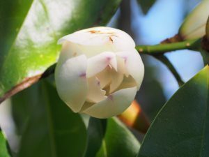 Michelia ‘Touch of Pink’