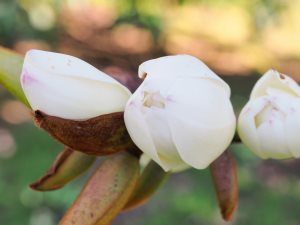 Michelia ‘Touch of Pink’