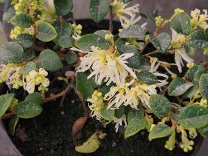 Loropetalum carolina ‘Moonlight’