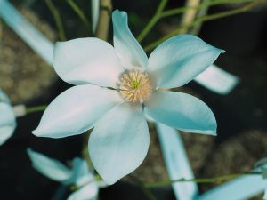 Magnolia salicifolia ‘Van Veen’