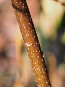 Stachyurus yunnanensis