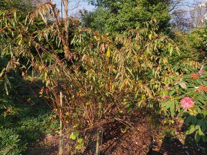 Stachyurus yunnanensis