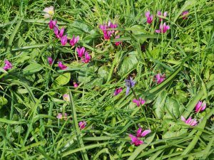 Cyclamen coum, coloured primroses and wild primulas