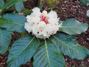 Rhododendron sinogrande