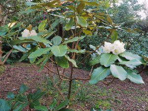 Rhododendron sinogrande