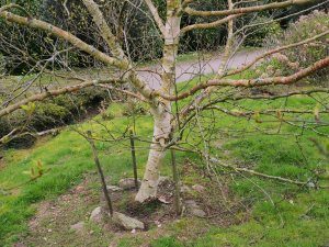 Betula ermanii ‘Greyswood Hill’