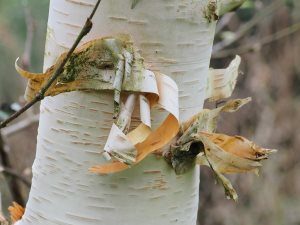 Betula pendula ssp. szechuanica ‘Liuba White’