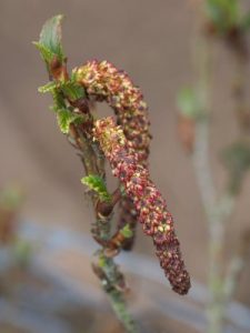 Betula ashburneri