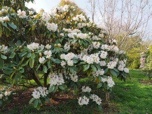 Rhododendron soilenhense