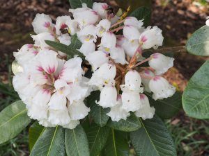 Rhododendron soilenhense