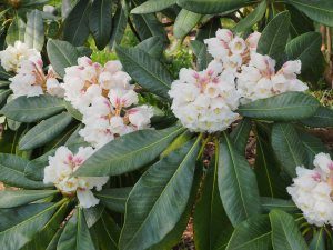 Rhododendron soilenhense