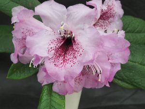 Rhododendron floribundum