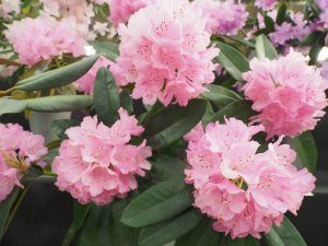 Rhododendron phaeochrysum