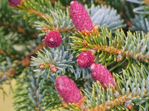 Picea bicolor var. acicularis