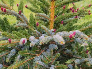 Picea bicolor var. acicularis