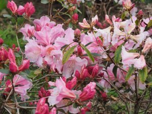 Rhododendron ‘Ann Teese’