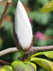 Magnolia ‘Phelan Bright’
