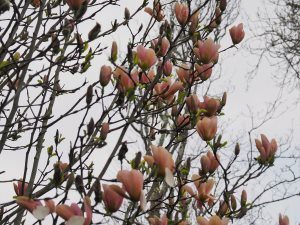 Magnolia ‘Peachy’