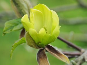 Magnolia ‘Lemon Star’