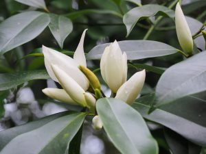 Magnolia (Michelia) platypetala