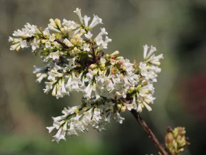 Syringa pinnatifolia