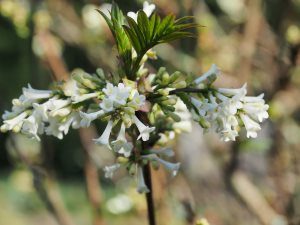 Syringa pinnatifolia