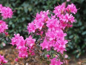 Azaleodendron ‘Hardijzer Beauty’