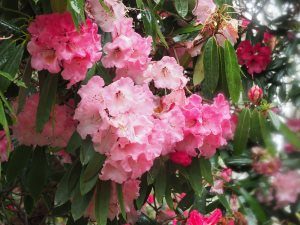 huge ‘blowsy’ rhododendrons