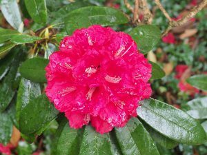 Rhododendron arboreum ‘Blood Red’