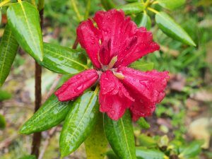 Rhododendron mengtszense