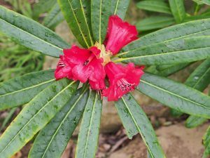 Rhododendron neriiflorum phaedropum
