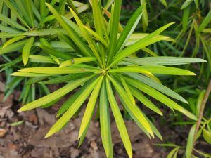 Podocarpus macrophyllus ‘Aureus’