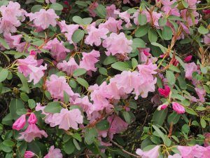 Rhododendron decorum ‘High Sheriff’ x Rhododendron williamsianum and ‘Tinners Blush’