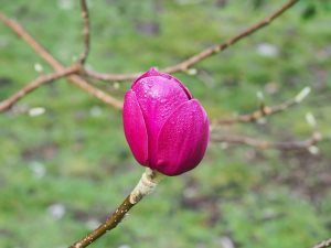 Magnolia ‘Black Tulip’