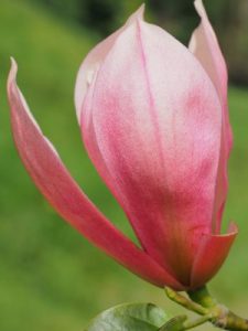 Magnolia ‘Pink Royalty’ x ‘Daybreak’