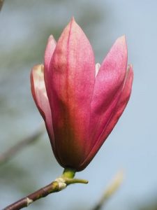 Magnolia ‘Pink Royalty’ x ‘Daybreak’