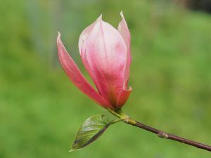 Magnolia ‘Pink Royalty’ x ‘Daybreak’