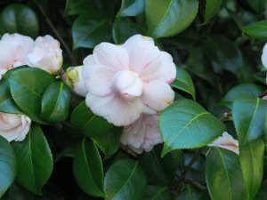 Camellia ‘Tricolor’