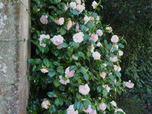 Camellia ‘Tricolor’