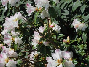 Rhododendron ‘Princess Alice’