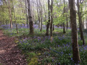 bluebells