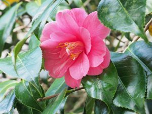 Camellia ‘Lady Clare’ (first out December)