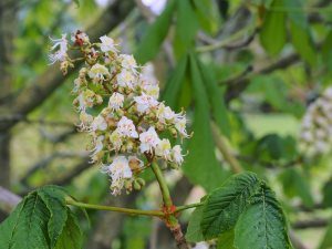 Aesculus chinensis