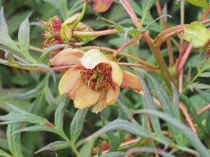 Paeonia ‘Delavayi’ – not the usual colour if correctly labelled?