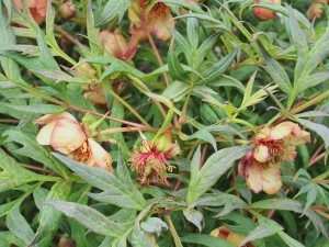 Paeonia ‘Delavayi’ – not the usual colour if correctly labelled?