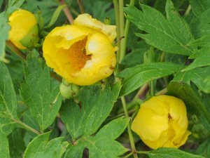 Paeonia lutea var. ludlowii – a very fine large flowered form
