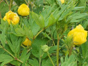 Paeonia lutea var. ludlowii – a very fine large flowered form