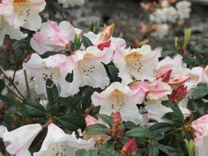Rhododendron fragrantissimum