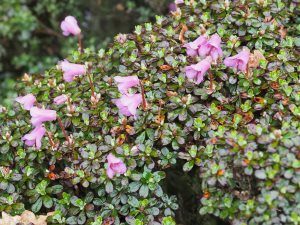 Rhododendron campylogynum